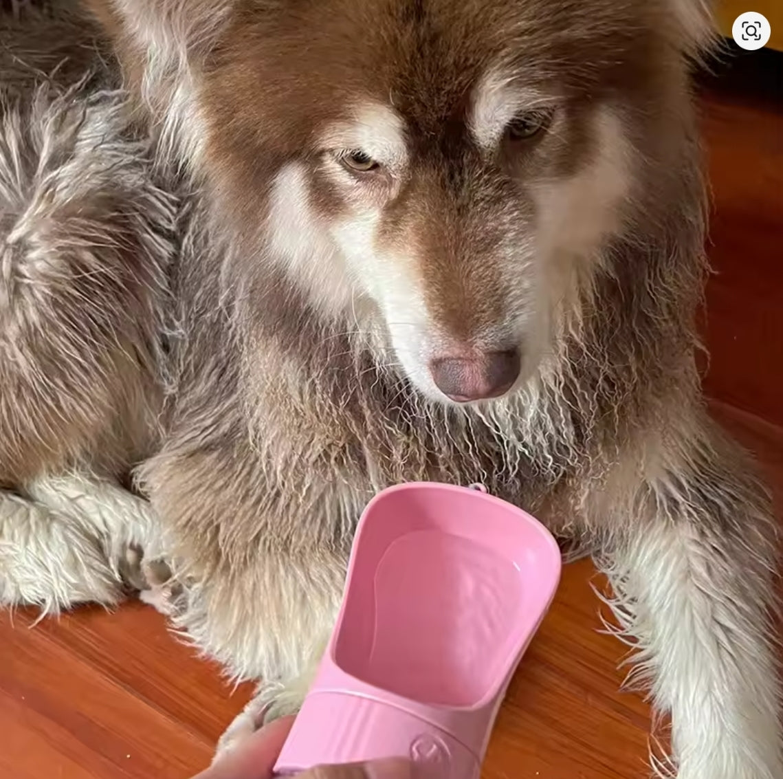 Botella de Agua Portátil Peluditos